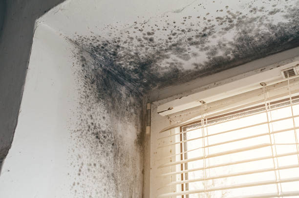 Trusted Black Mold Removal service in Paeonian Springs, VA - Cheap Mold Removal